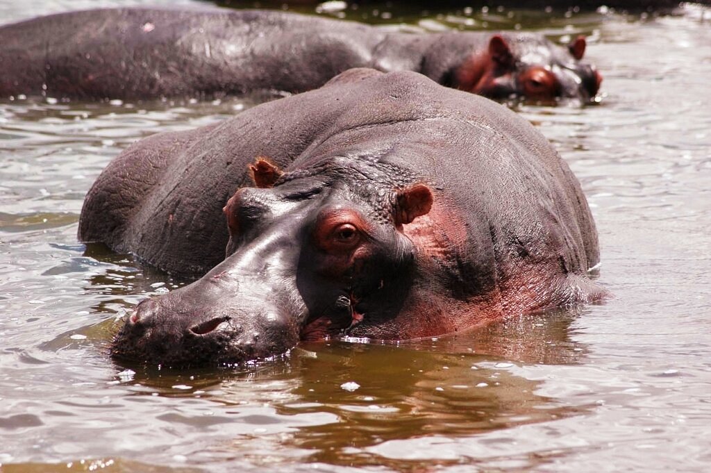What can you see on a boat Safari in Uganda?