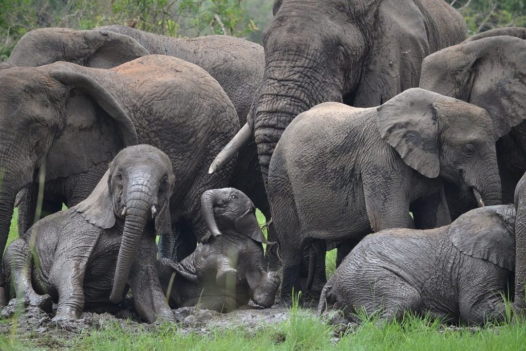 Elephant Family