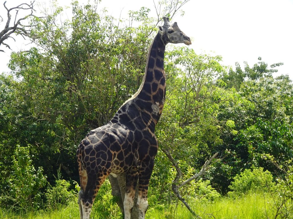 Solo Travel in Uganda