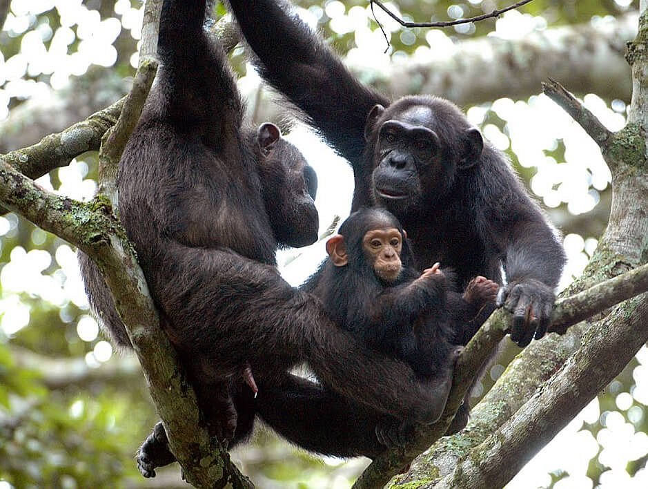 Chimpanzee Trekking in Uganda: A Close Encounter with Our Closest Relatives