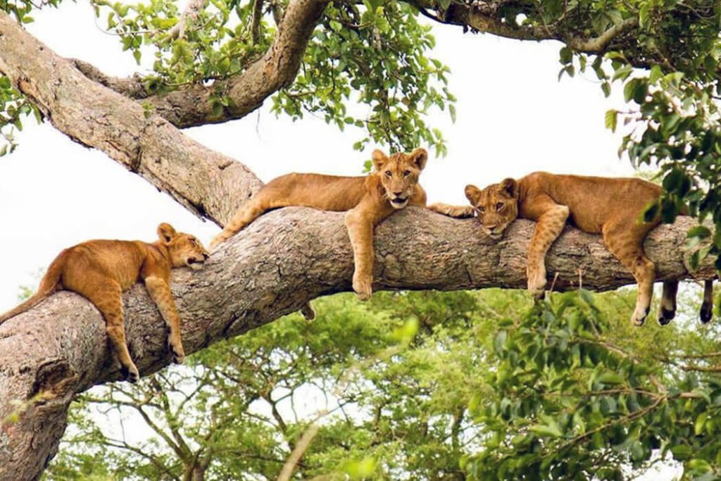 Tree-Climbing Lions in Uganda: The Rare Safari Experience You Won’t See Anywhere Else