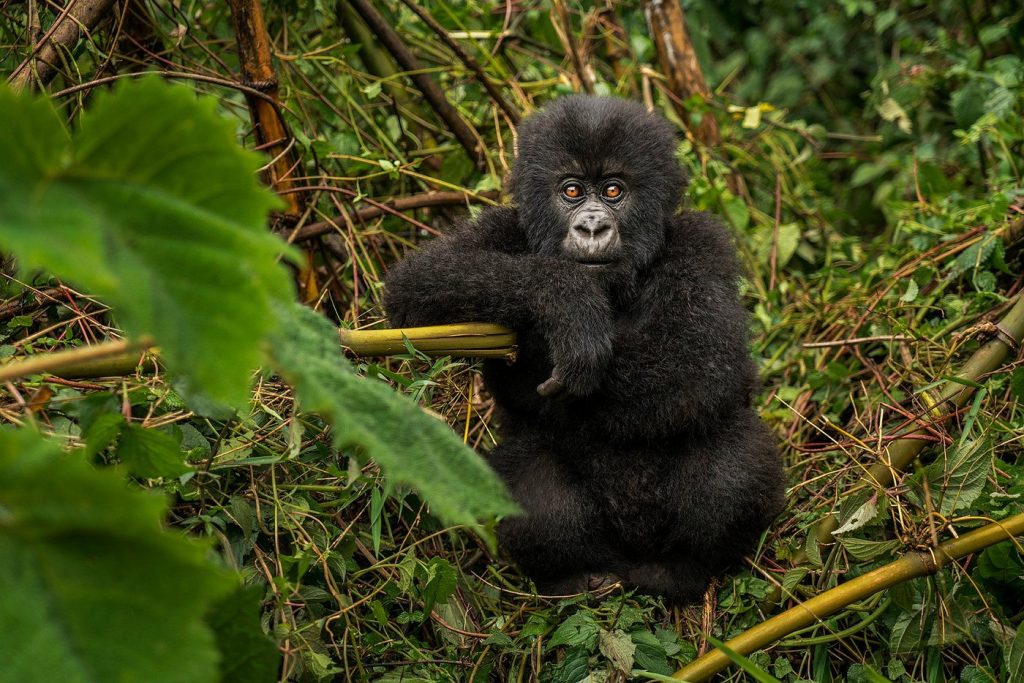 Gorilla Trekking in Africa with People Link Safaris
