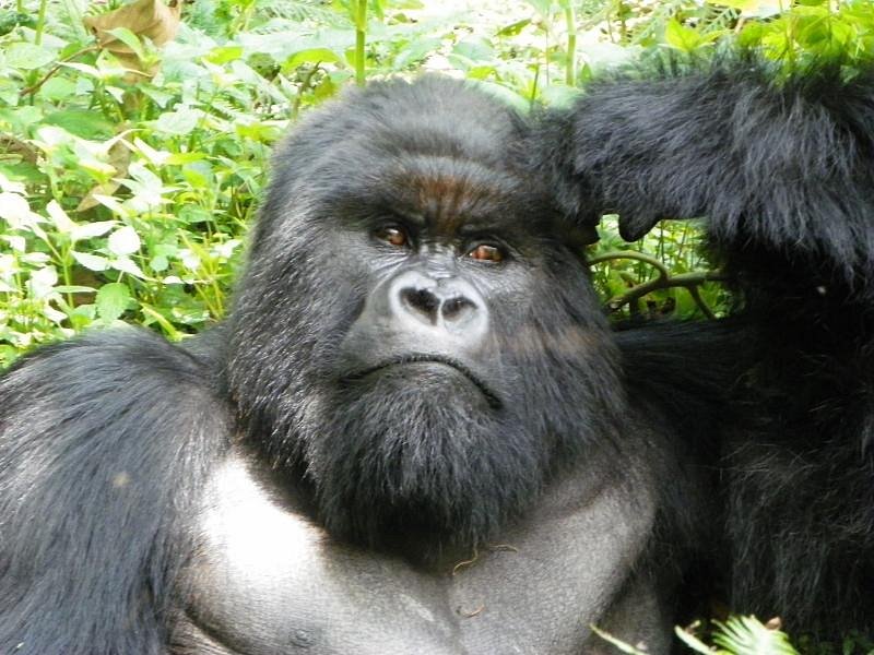 Uganda as a destination with the Mountain Gorillas