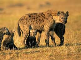 Rare Wildlife Battle
