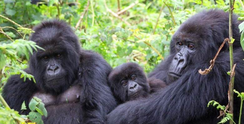 Pregnant Mountain Gorilla’s Journey
