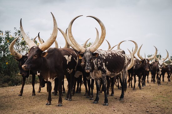 Uganda Cultural Safaris