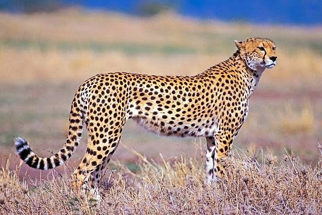 Kidepo Valley National Park